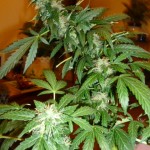 bud 002